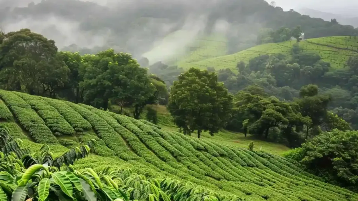 Coorg Hills Station